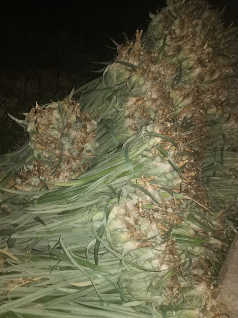 菠萝苗，凤梨南方俗称（旺来），整棵出售，成活率高