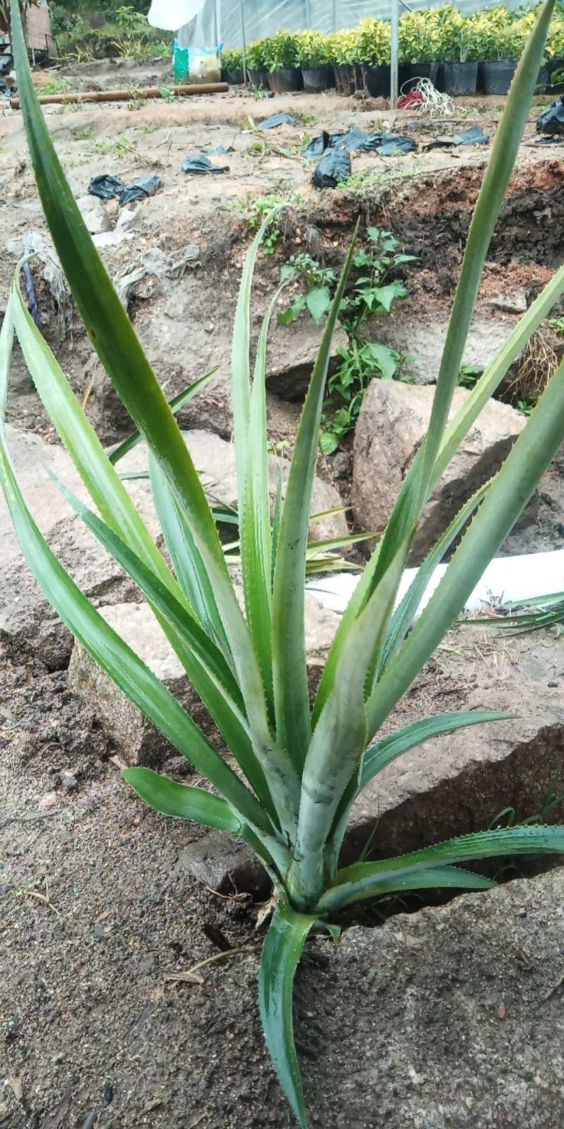 菠萝苗，凤梨南方俗称（旺来），整棵出售，成活率高