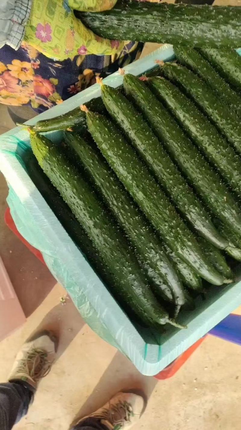 万亩密刺黄瓜适合各大商超档口批发电商平台