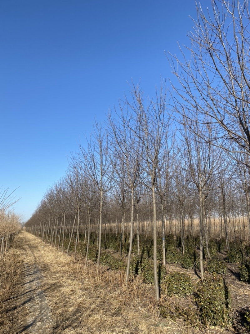 苗圃定植紫叶稠李！高杆紫叶稠李5-10公分紫叶稠李
