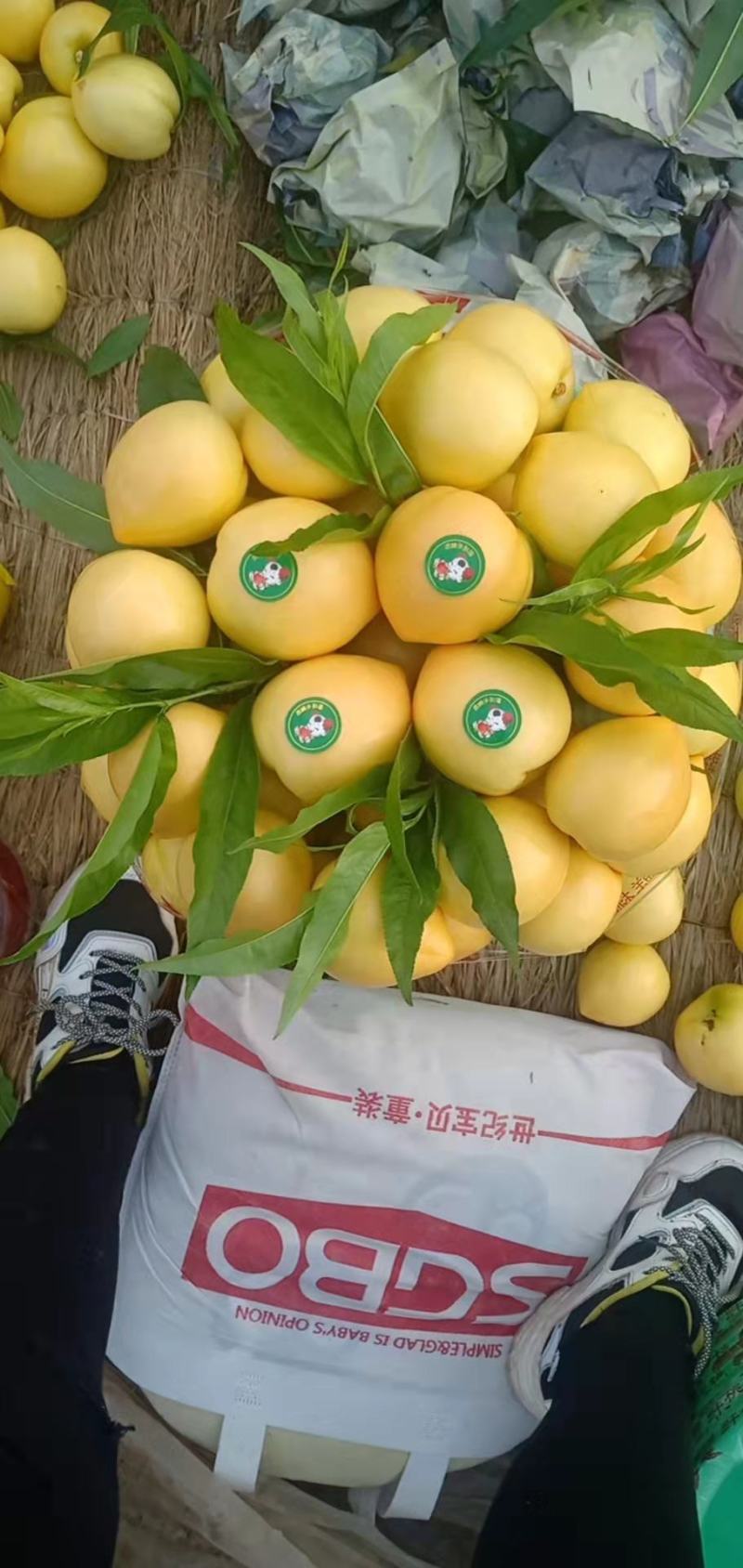 【桃】乐亭春雪毛桃大棚桃上市中品种齐全量大从优
