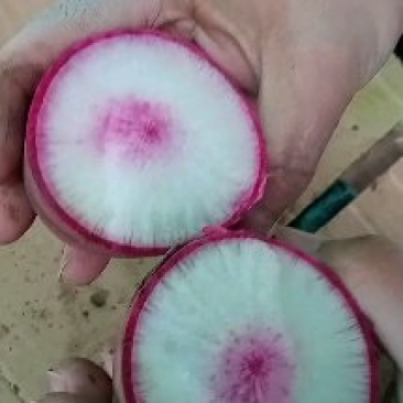 冰糖心水果萝卜，产地直发，量大从优，欢迎进店联系