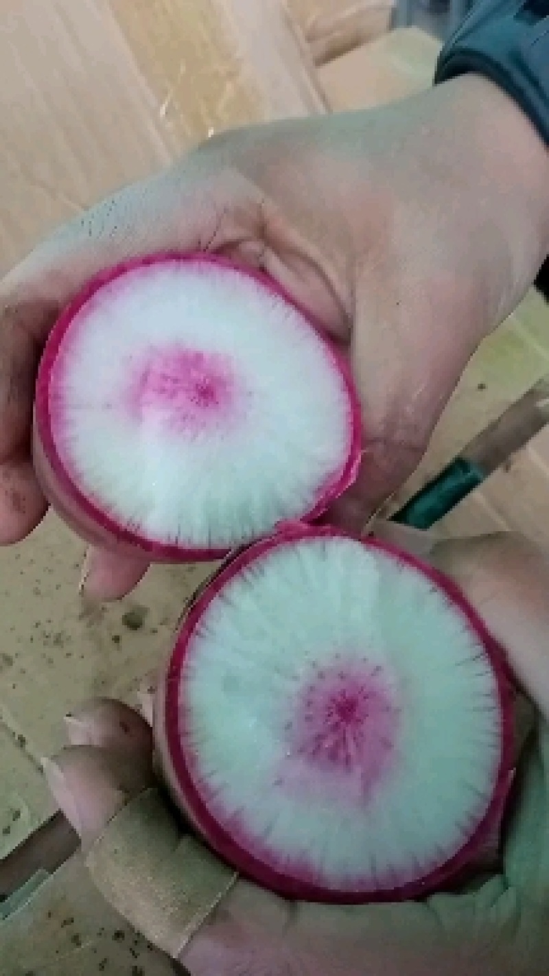 冰糖心水果萝卜，产地直发，量大从优，欢迎进店联系