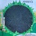 拒绝假货油葵种子中早熟矮杆油率高稳产油葵籽杂交种子防鸟害