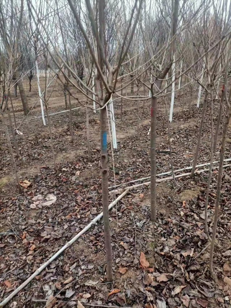 江苏沭阳樱花
