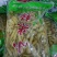 小米辣，野山椒。质量好，味道不错
