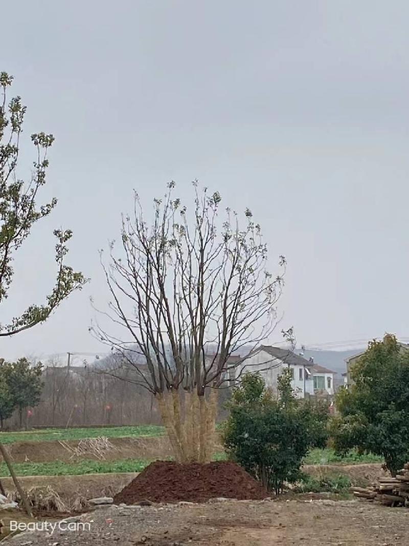 江苏句容精品丛生多杆拼栽香樟（小苗）基地低价供应