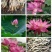 荷花苗