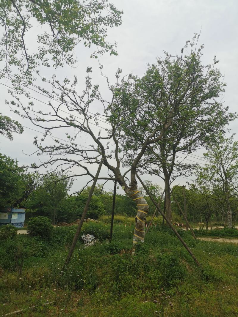 江苏句容精品弯杆造型乌桕（小苗）全国低价供应基地