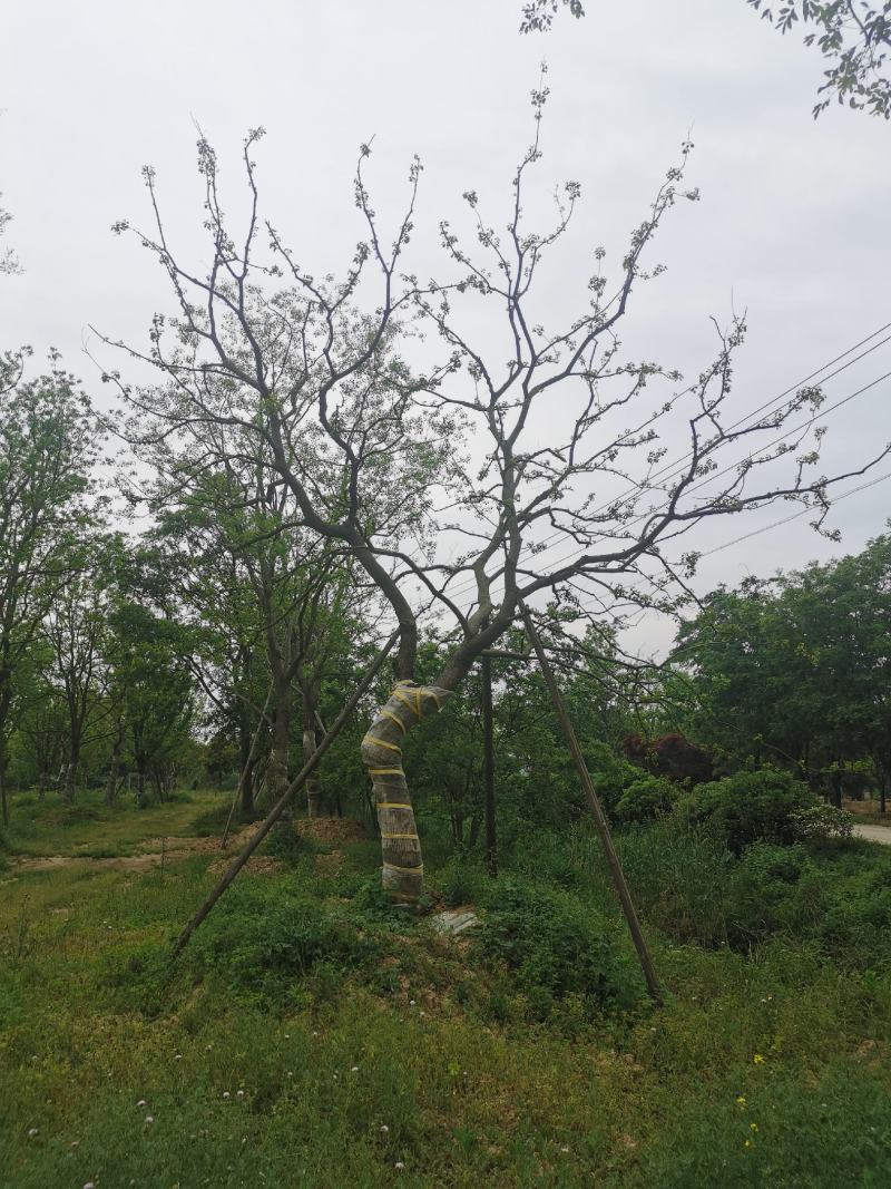 江苏句容精品弯杆造型乌桕（小苗）全国低价供应基地