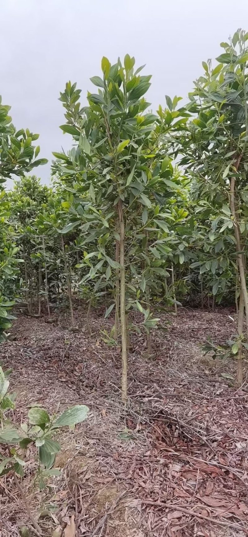 相思树苗复绿造林苗马占相思大叶相思