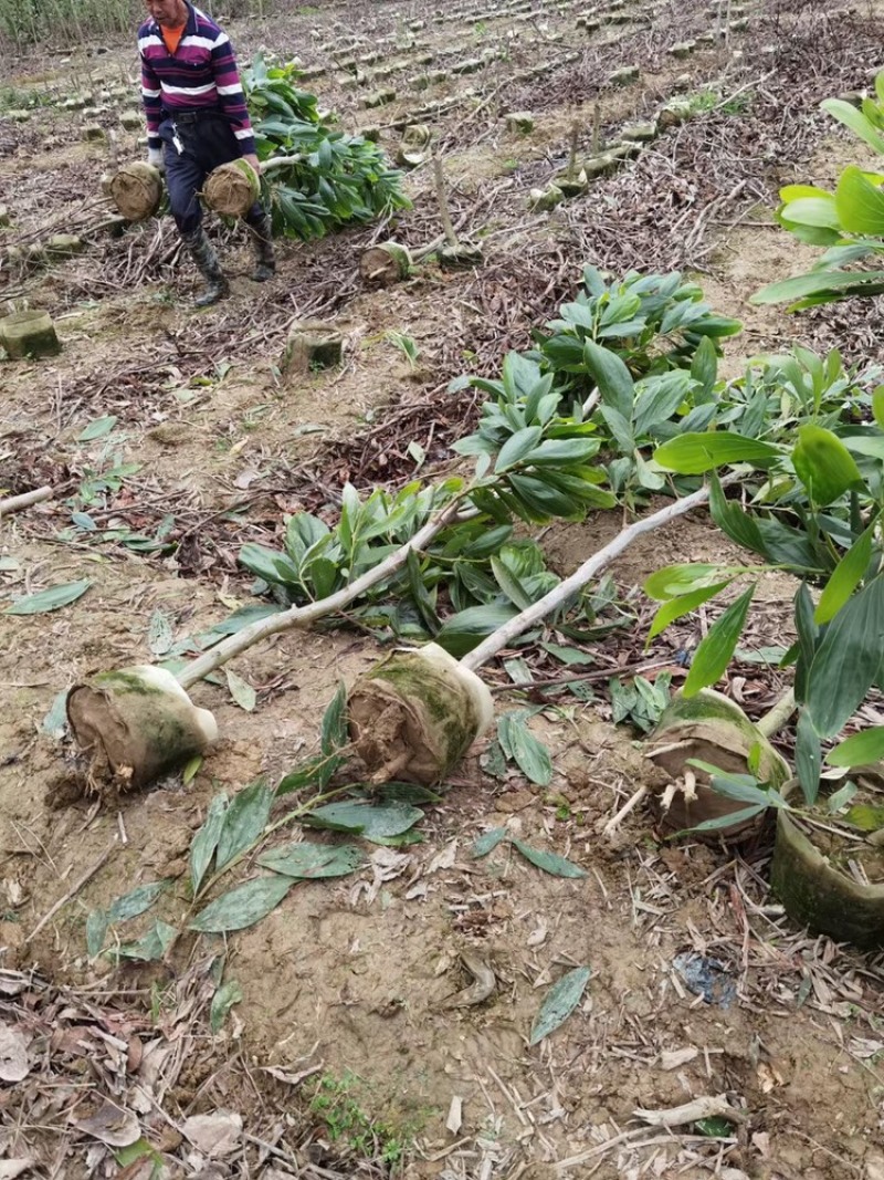 相思树苗复绿造林苗马占相思大叶相思