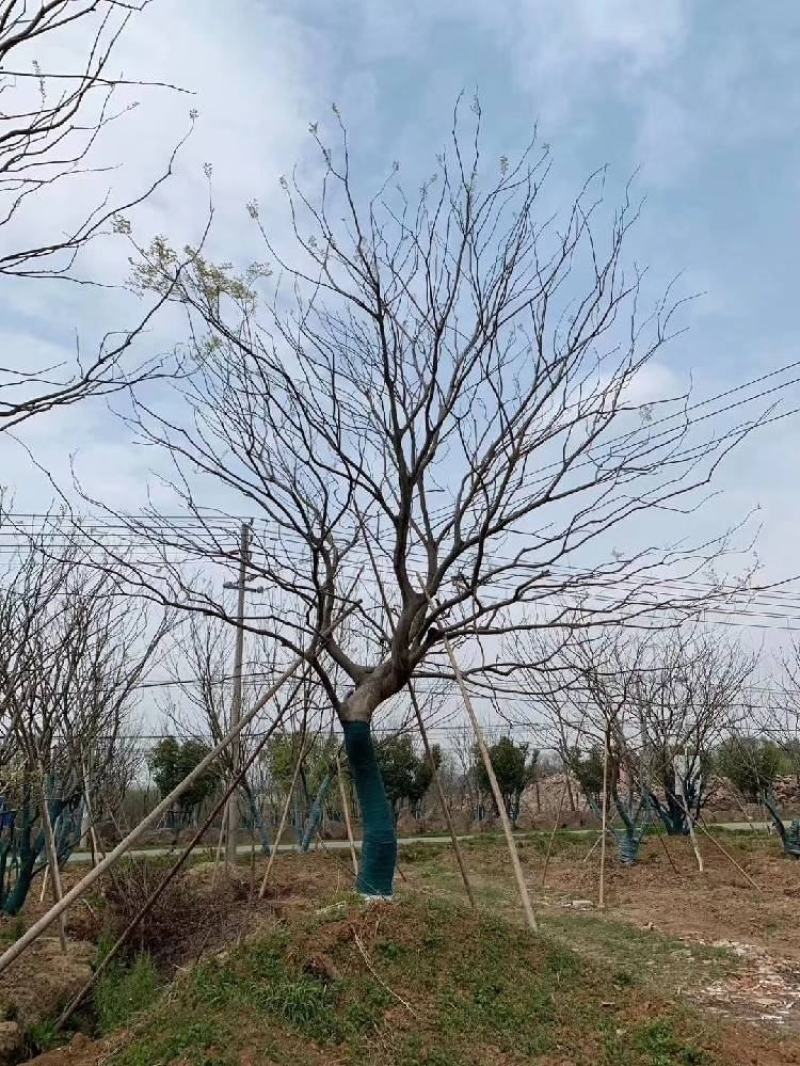 江苏句容精品弯杆造型朴树低价全国供应基地