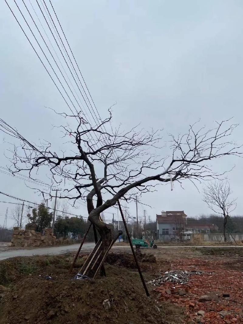 江苏句容精品弯杆造型朴树低价全国供应基地