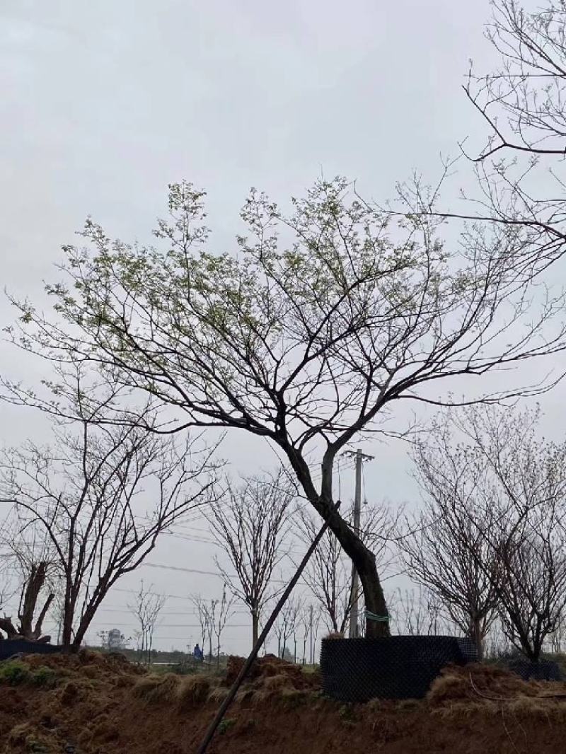 江苏句容精品弯杆造型朴树低价全国供应基地