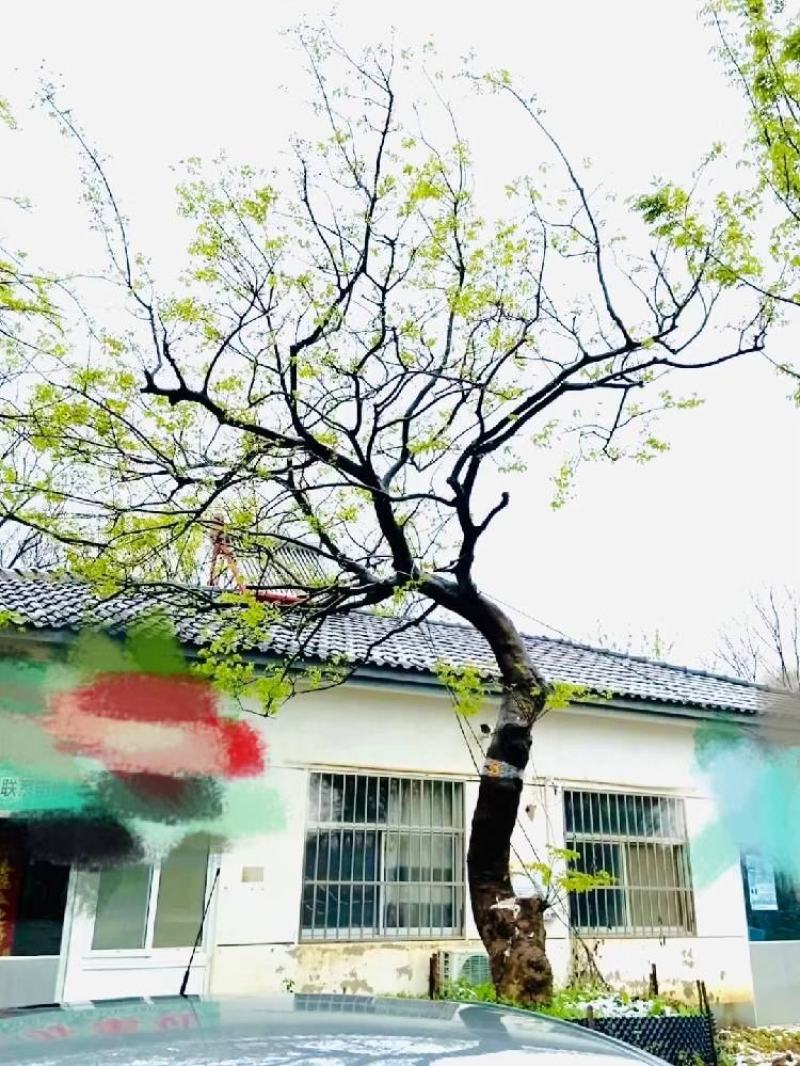 江苏句容精品弯杆造型朴树低价全国供应基地