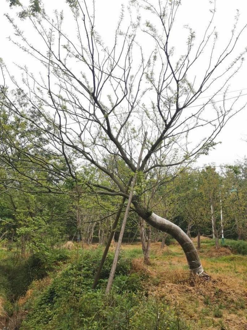 江苏句容精品弯杆造型朴树低价全国供应基地