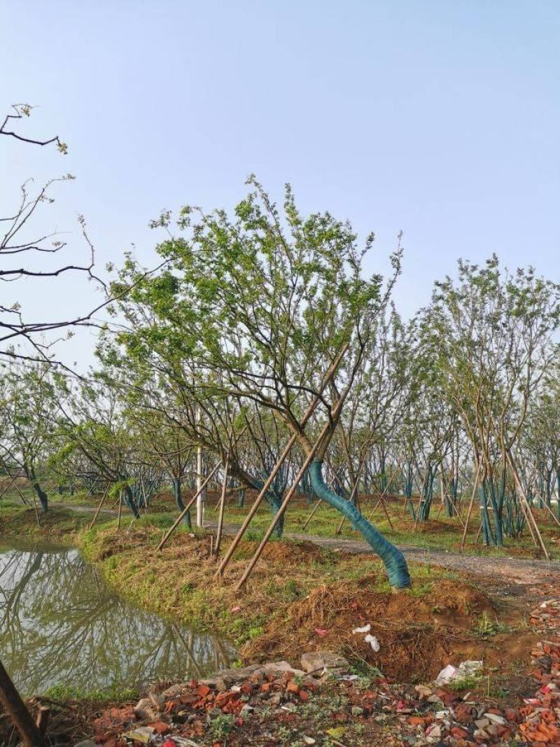 江苏句容精品弯杆造型朴树低价全国供应基地