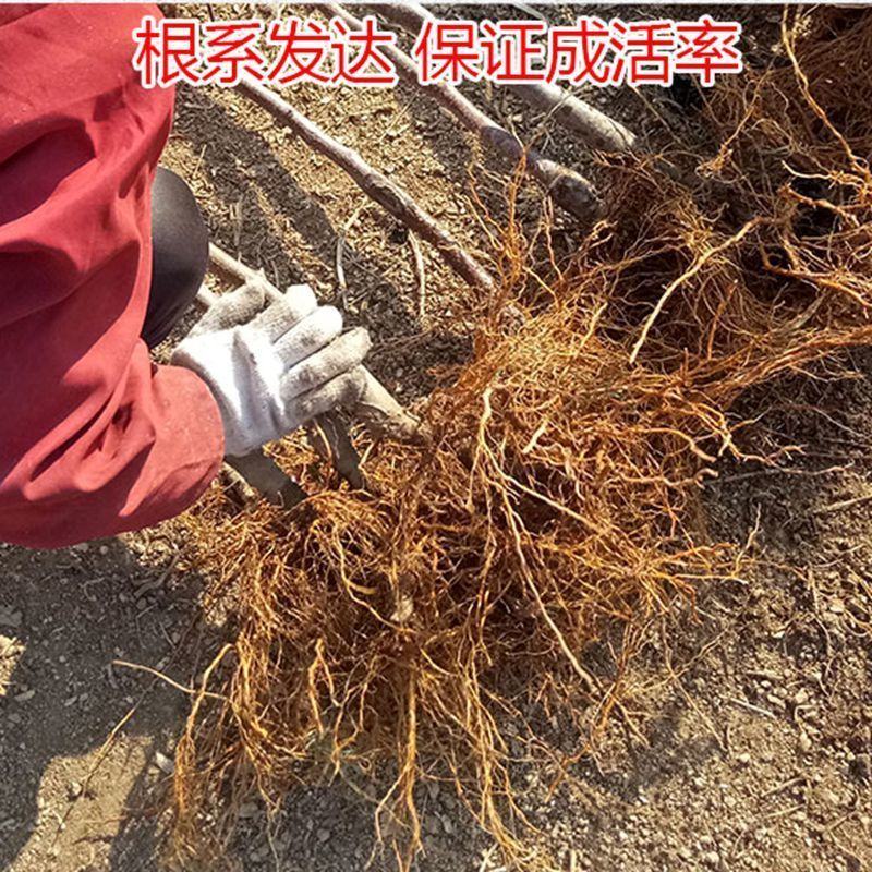 新品种柱状苹果苗嫁接苹果树苗早熟地栽盆栽当年结果南北