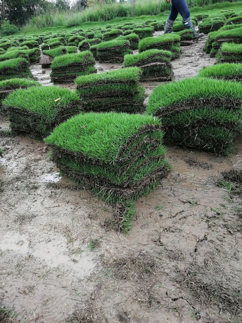 江苏句容精品马尼拉，台湾青草坪草皮低价供应基地批发