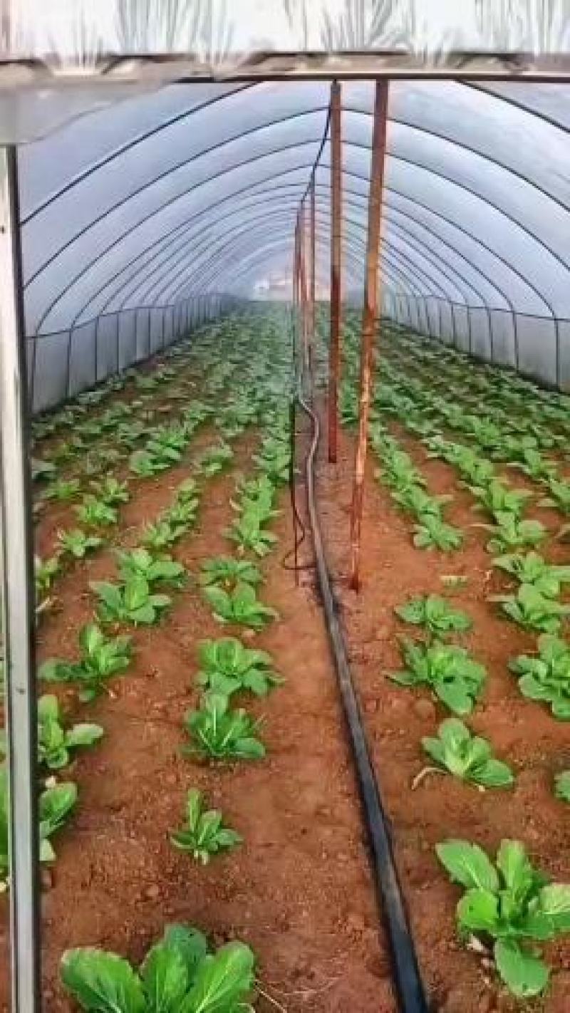Pe水管，黑色盘管324050给水滴灌自来水管热熔管