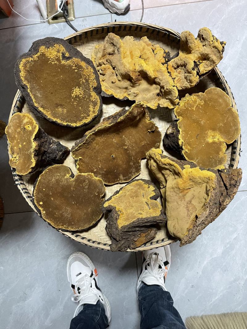 包邮西藏桑黄正宗金边桑树桑黄包化验检测贵一点更放心