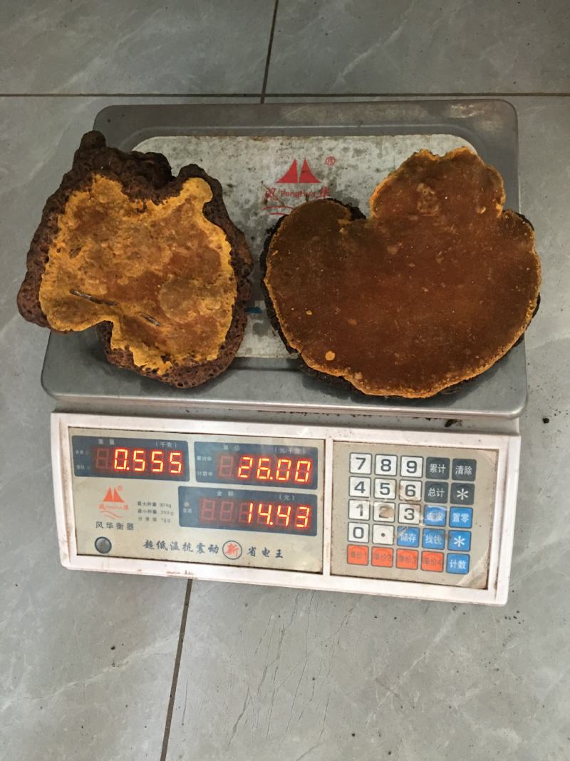 包邮西藏桑黄正宗金边桑树桑黄包化验检测贵一点更放心