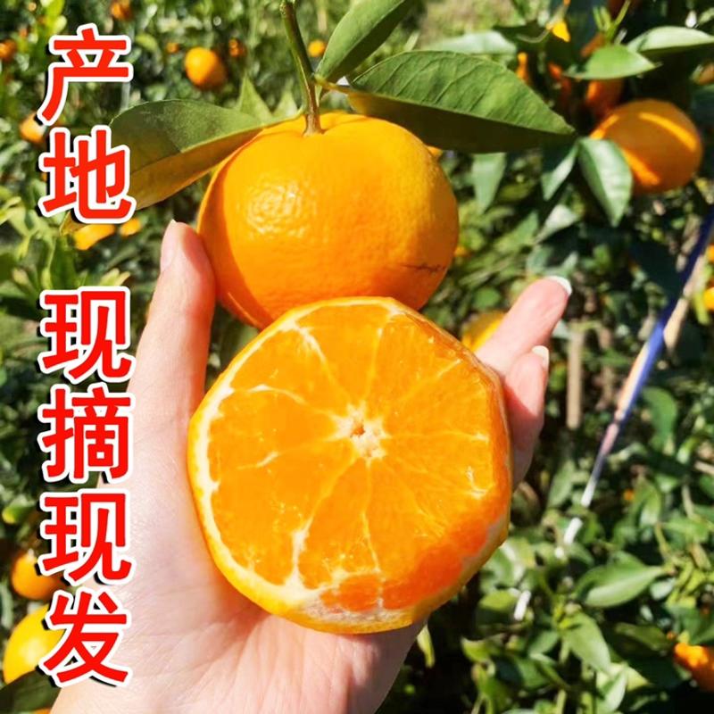 【精品广西沃柑】超甜正宗广西沃柑新鲜水果批发