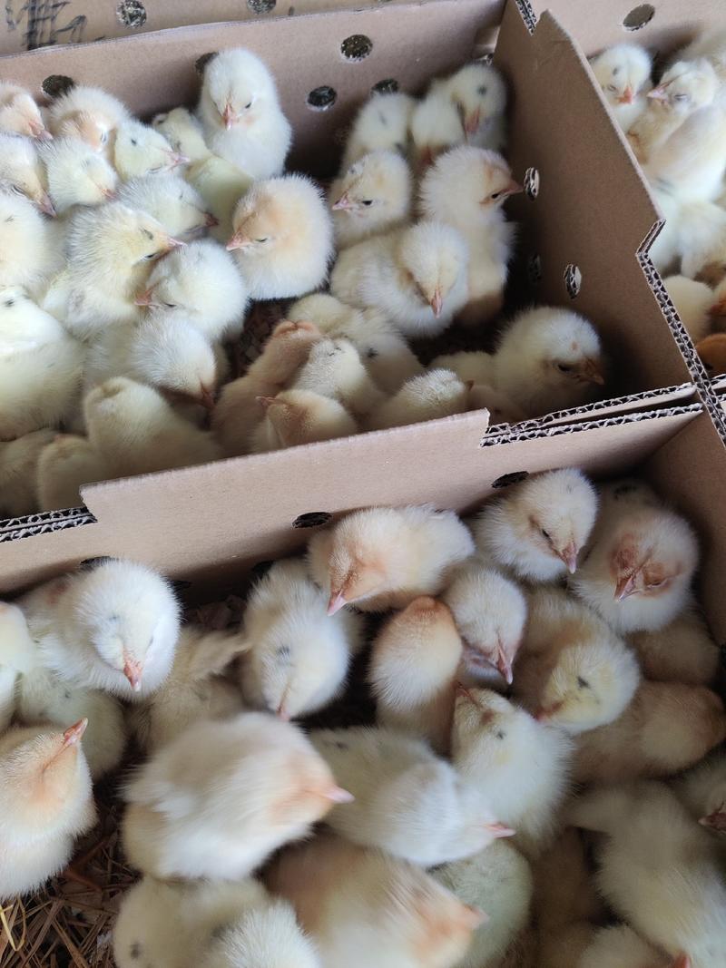 海兰灰蛋鸡苗质量保证诚信经营，包疫苗，包存活包运输