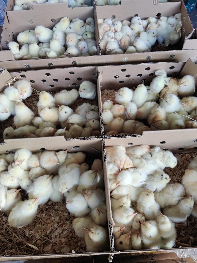 海兰灰蛋鸡苗质量保证诚信经营，包疫苗，包存活包运输