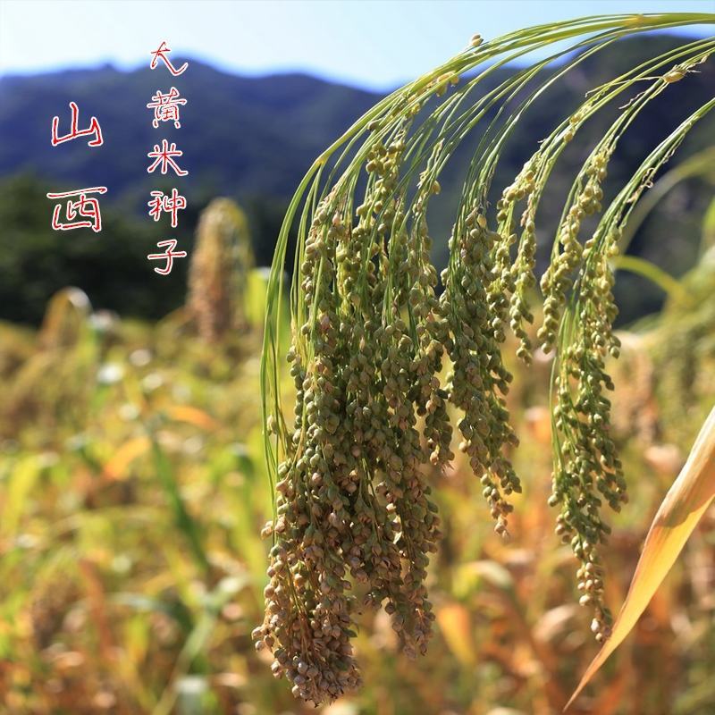 绿宝糯黍子，糯性，可做豆包，粘糕，500克
