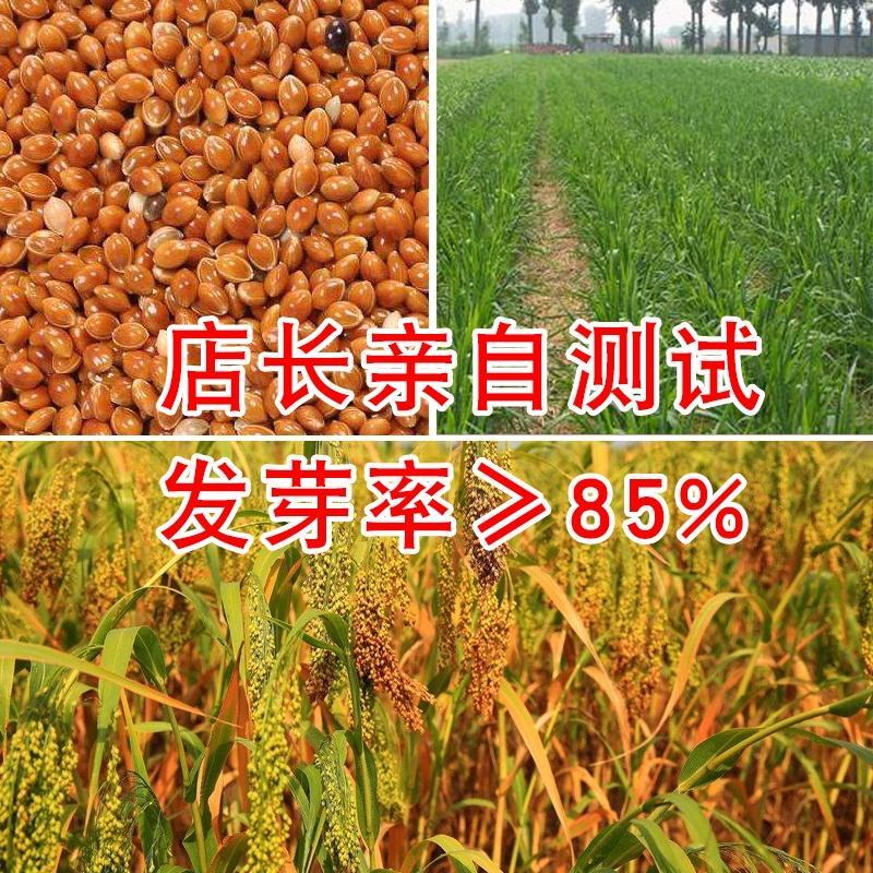 绿宝糯黍子，糯性，可做豆包，粘糕，500克