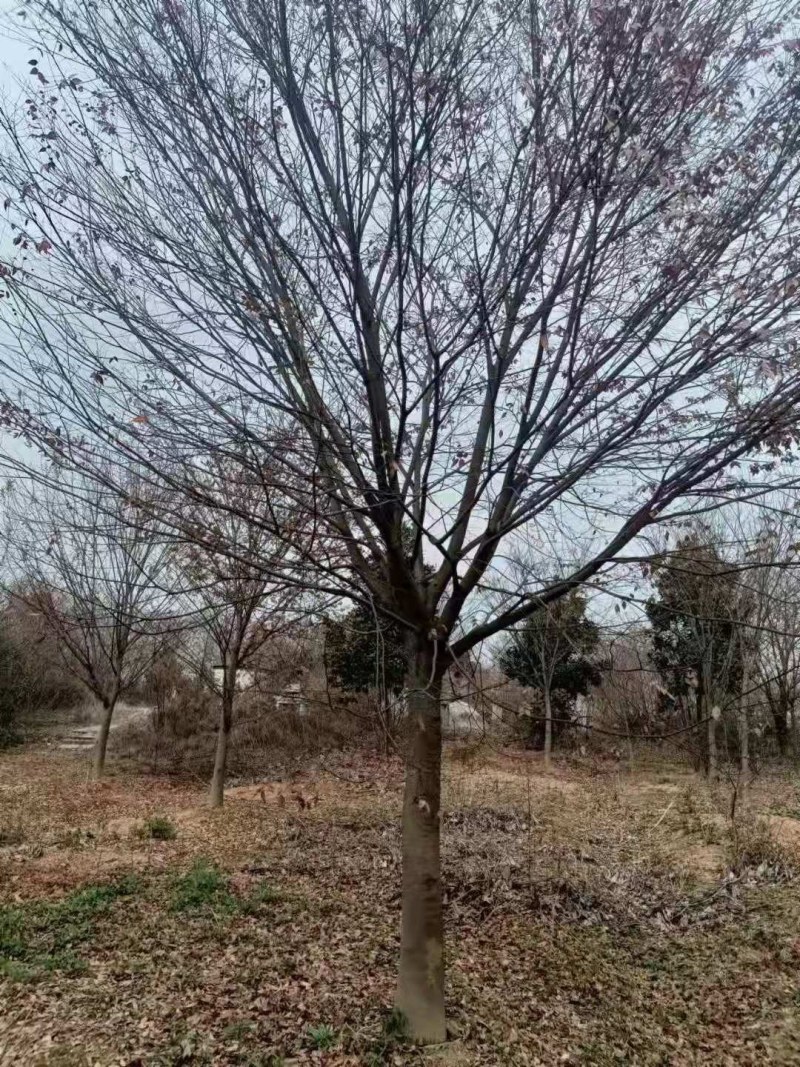 榉树