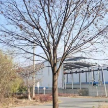 榉树