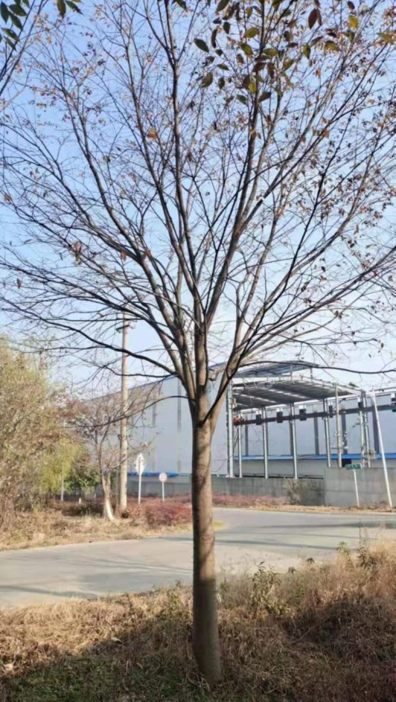 榉树