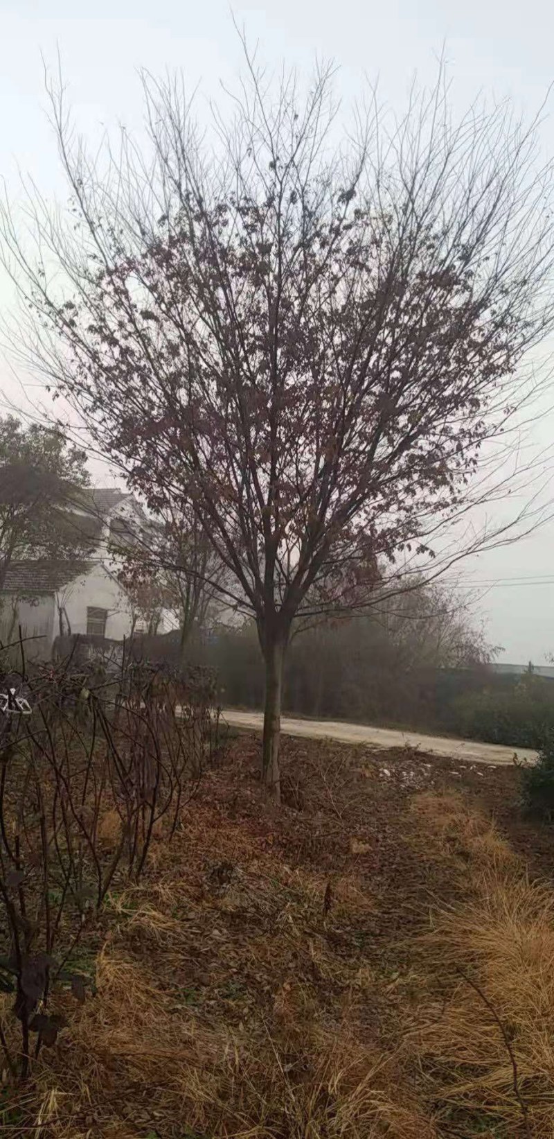 榉树