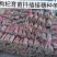 枸杞插扦育苗枝宁杞7号1号产地直销，品种纯，包邮