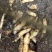 秦岭高山，优质天麻种子，现挖现发，产量高