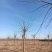 苦楝树