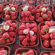 九九草莓精品
