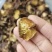 巴马野生香菇干货干香菇新货