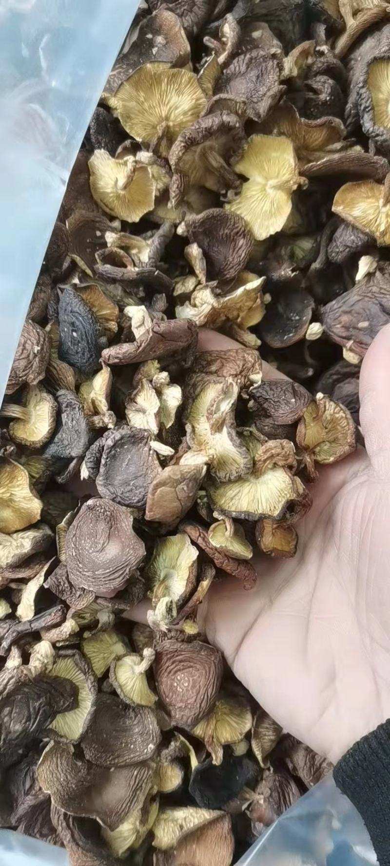巴马野生香菇干货干香菇新货