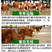 利木赞牛犊，利木赞牛价格，厂家直销，价格优惠，欢迎联系