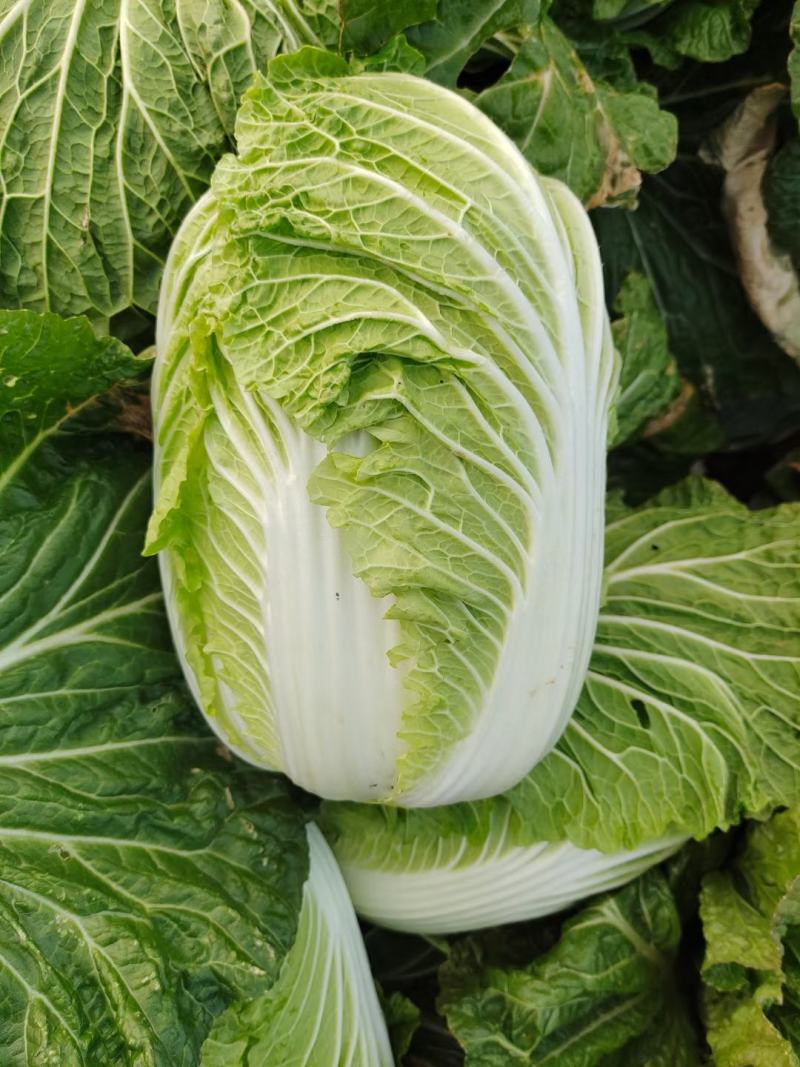 黄心大白菜