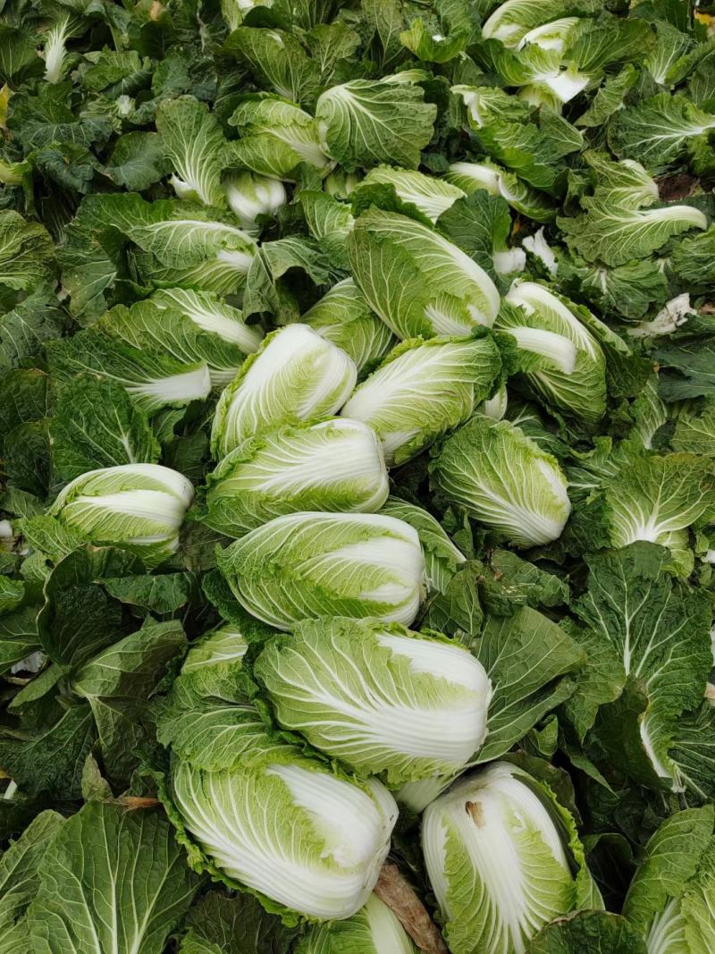 黄心大白菜