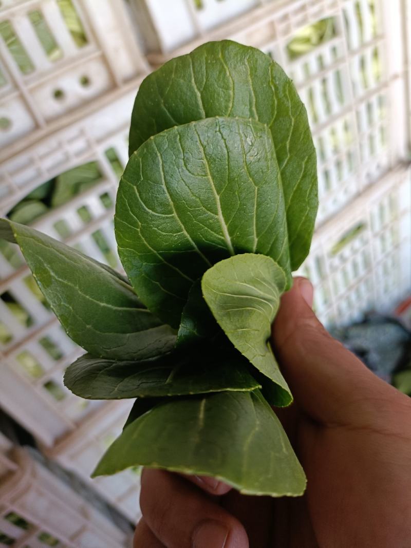 油菜安徽上海青专业打包打冷一条龙量大从优欢迎咨询