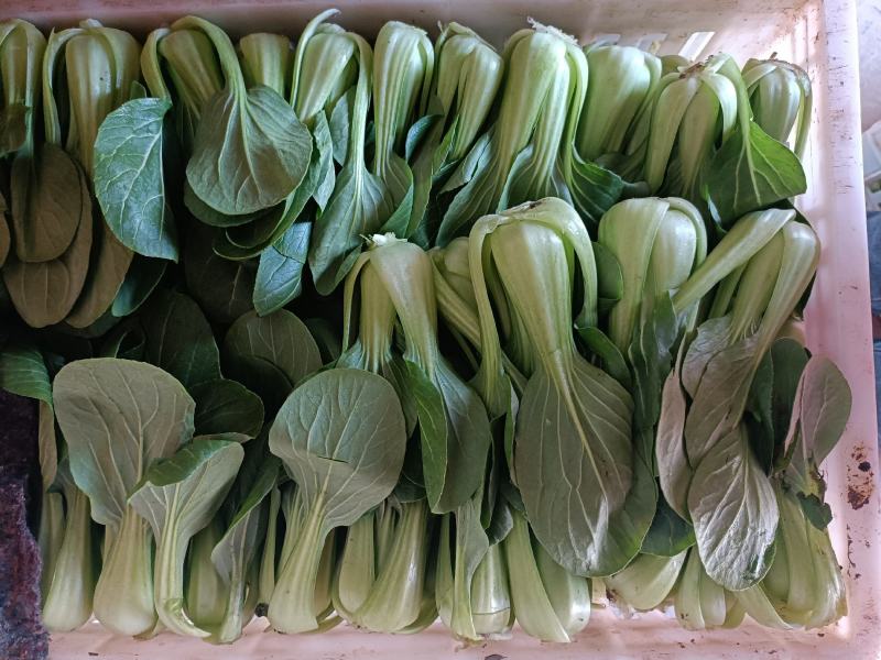 油菜安徽上海青专业打包打冷一条龙量大从优欢迎咨询