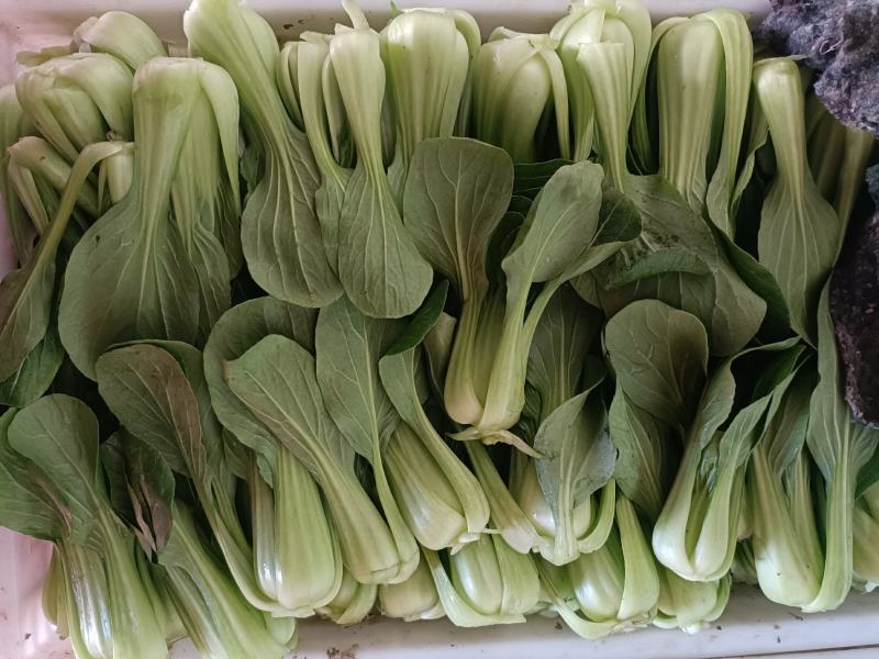 油菜安徽上海青专业打包打冷一条龙量大从优欢迎咨询