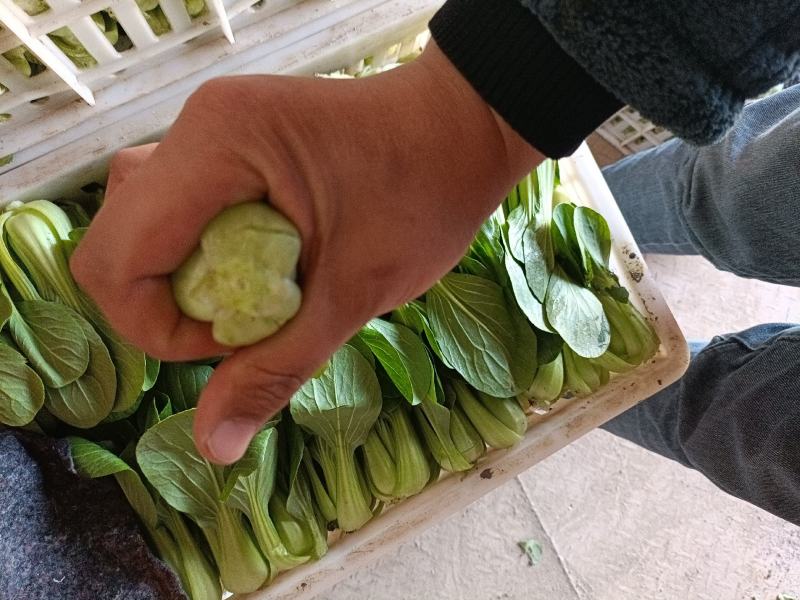 油菜安徽上海青专业打包打冷一条龙量大从优欢迎咨询