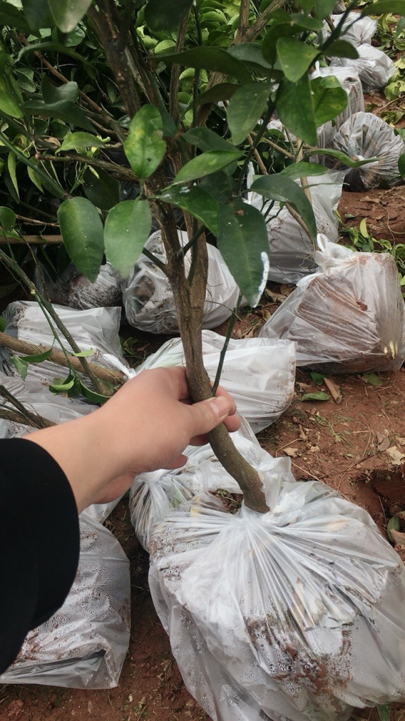 柑橘苗爱媛金秋明日见等各种柑橘苗。大苗小苗枝条
